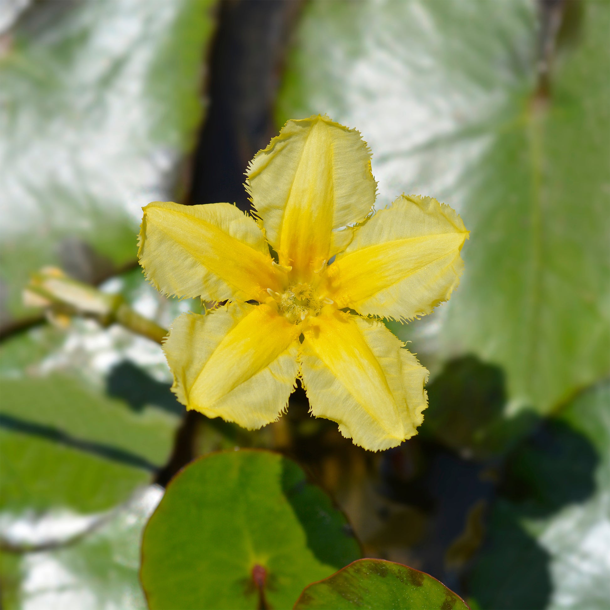 Verkauf Limnantheme Falsche Seerose - Nymphoides peltata