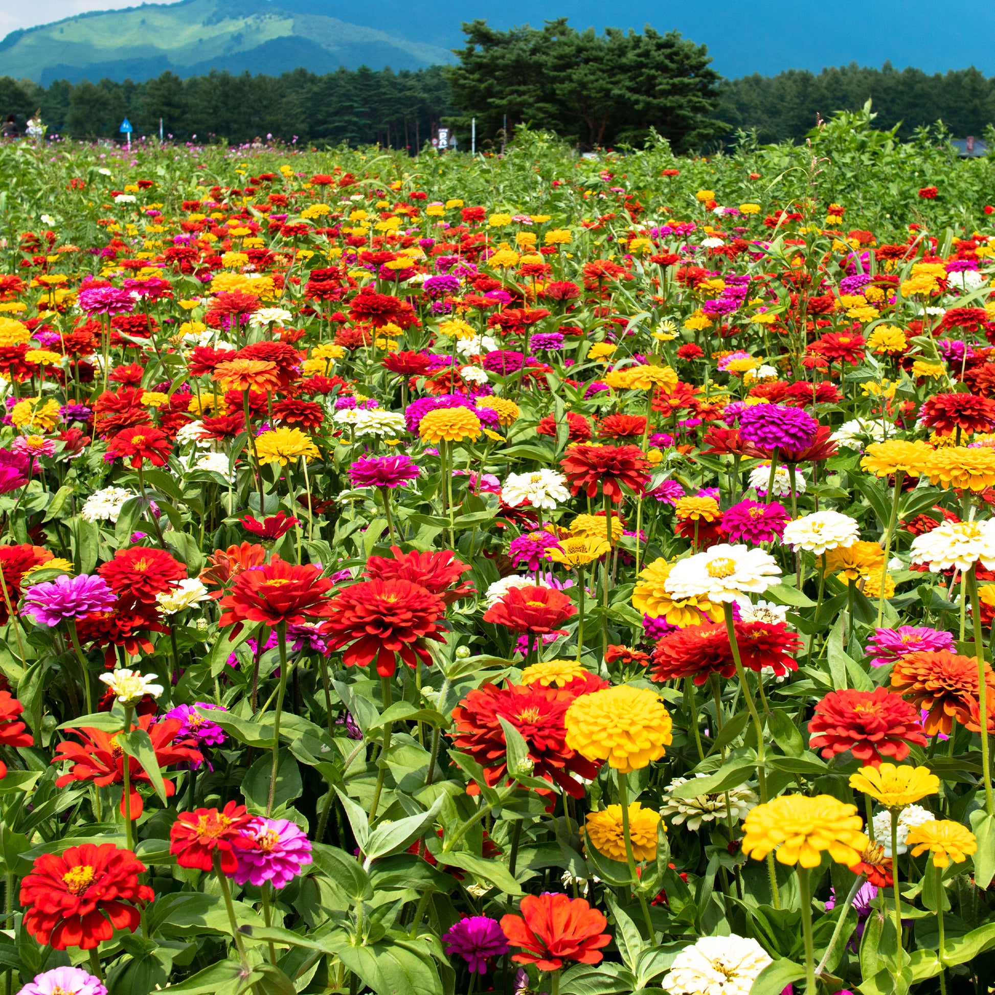 Dahlienblütige Zinnie Gemischt - Zinnia elegans - Bakker
