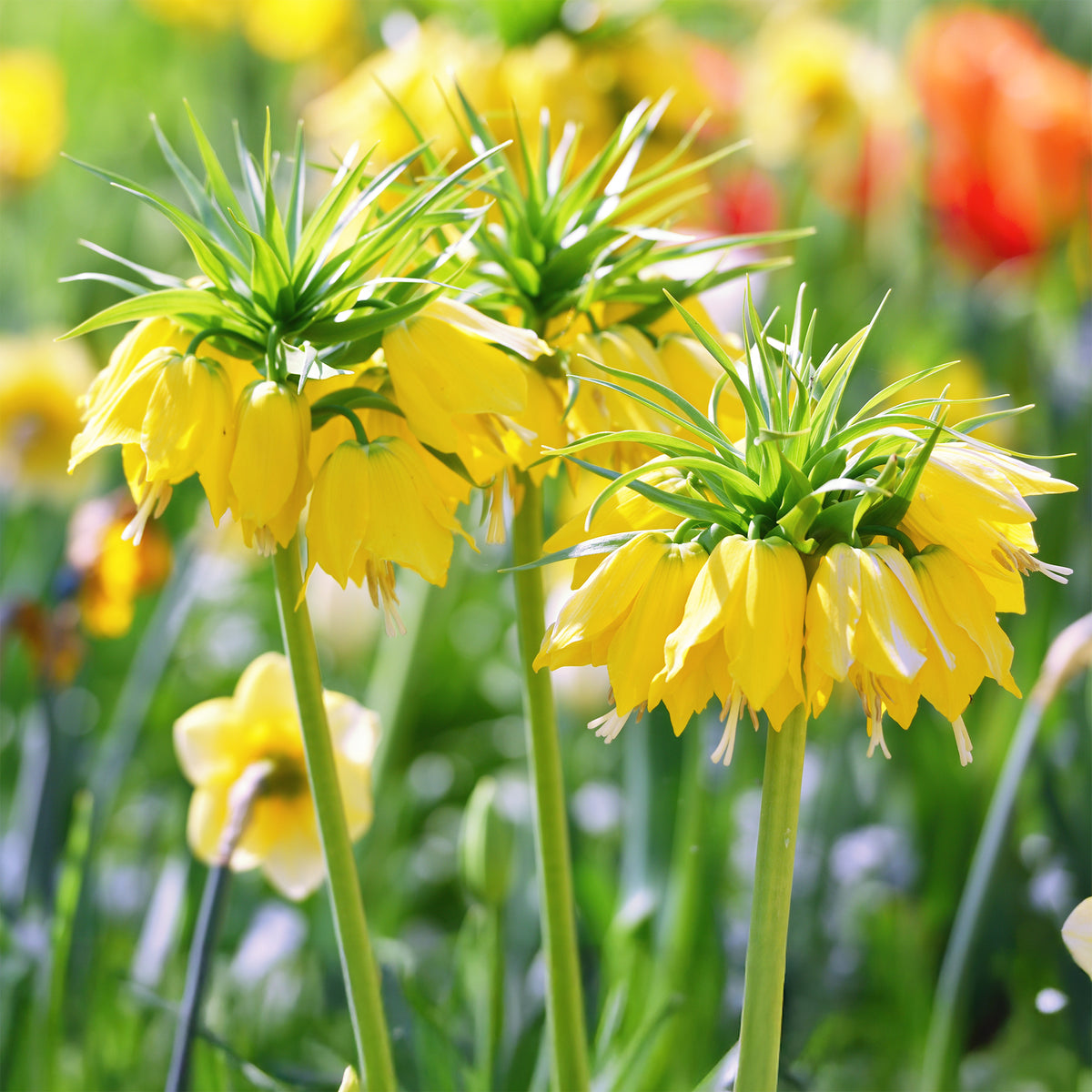 Kaiserkrone 'Lutea' - Bakker