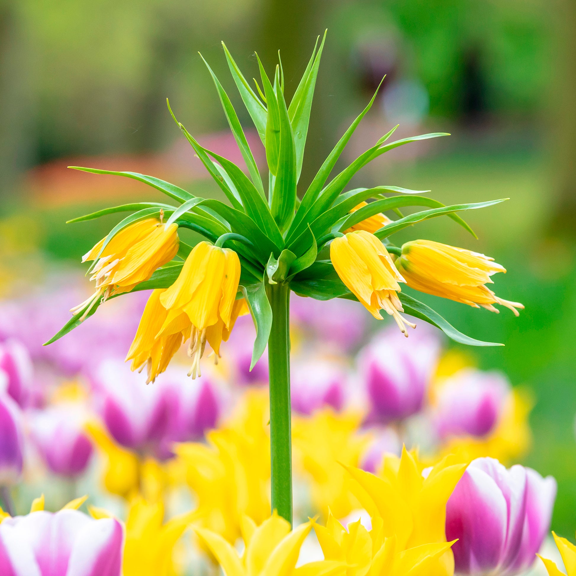 Fritillaria-Zwiebeln - Kaiserkrone 'Lutea' - Fritillaria imperialis