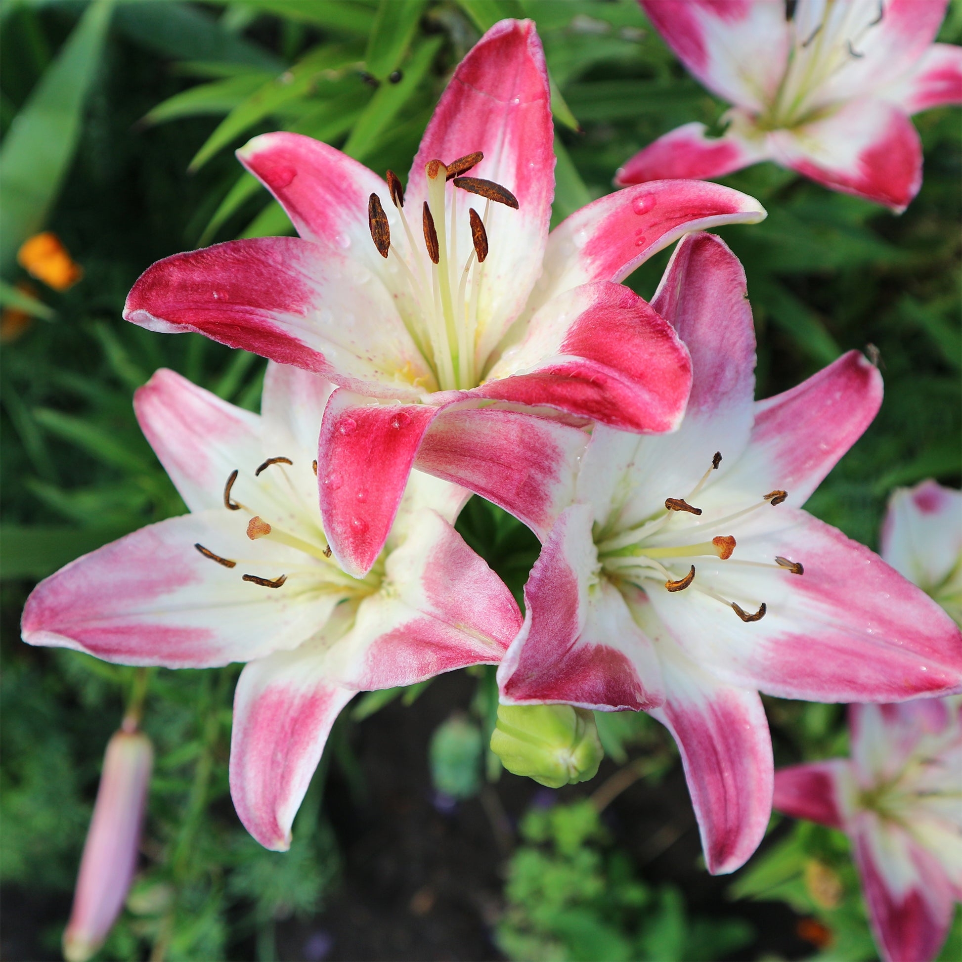Asiatische Lilien ‘Lollypop’ (x3) - Lilium lollypop - Bakker
