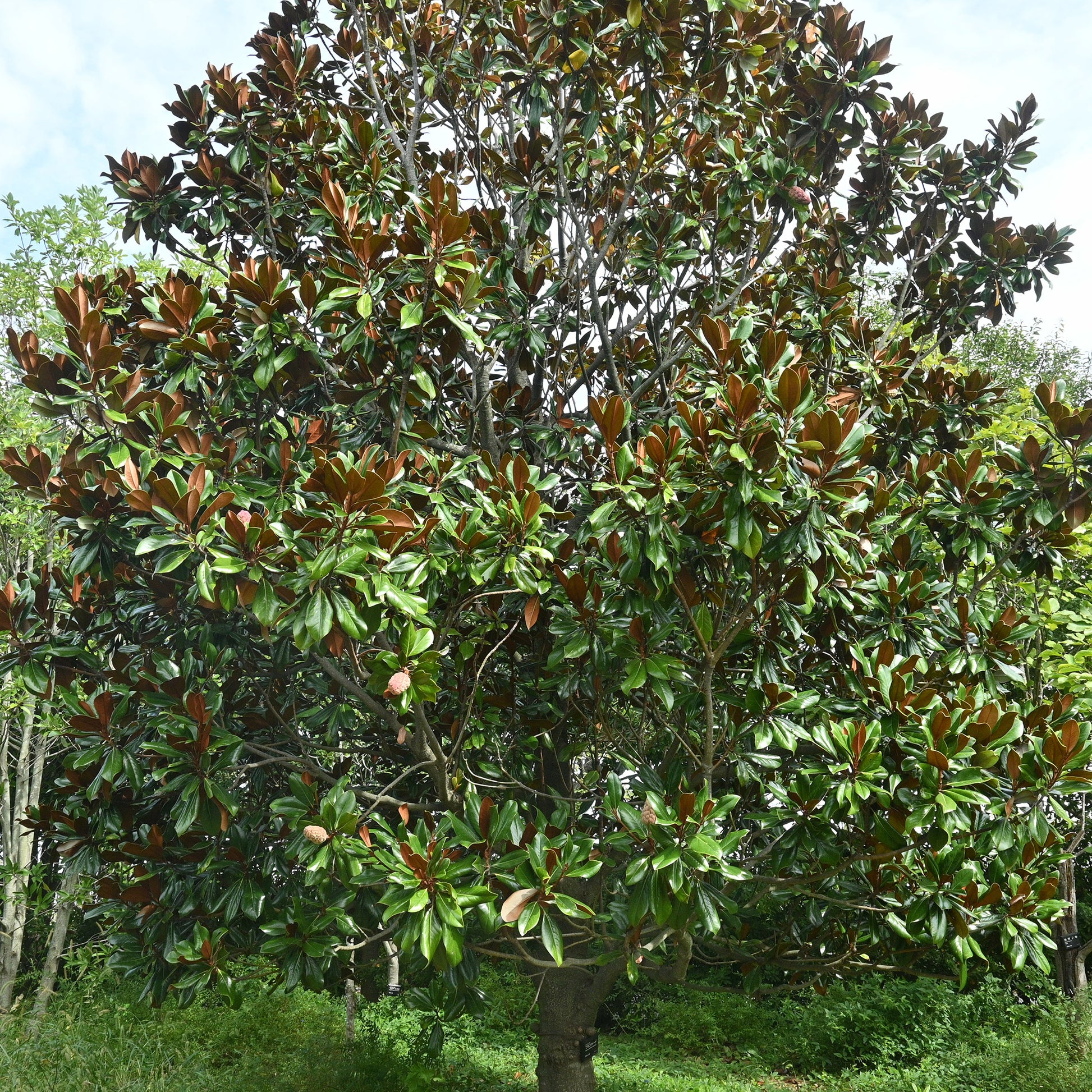 Magnolia grandiflora - Großblütige Magnolie - Magnolien