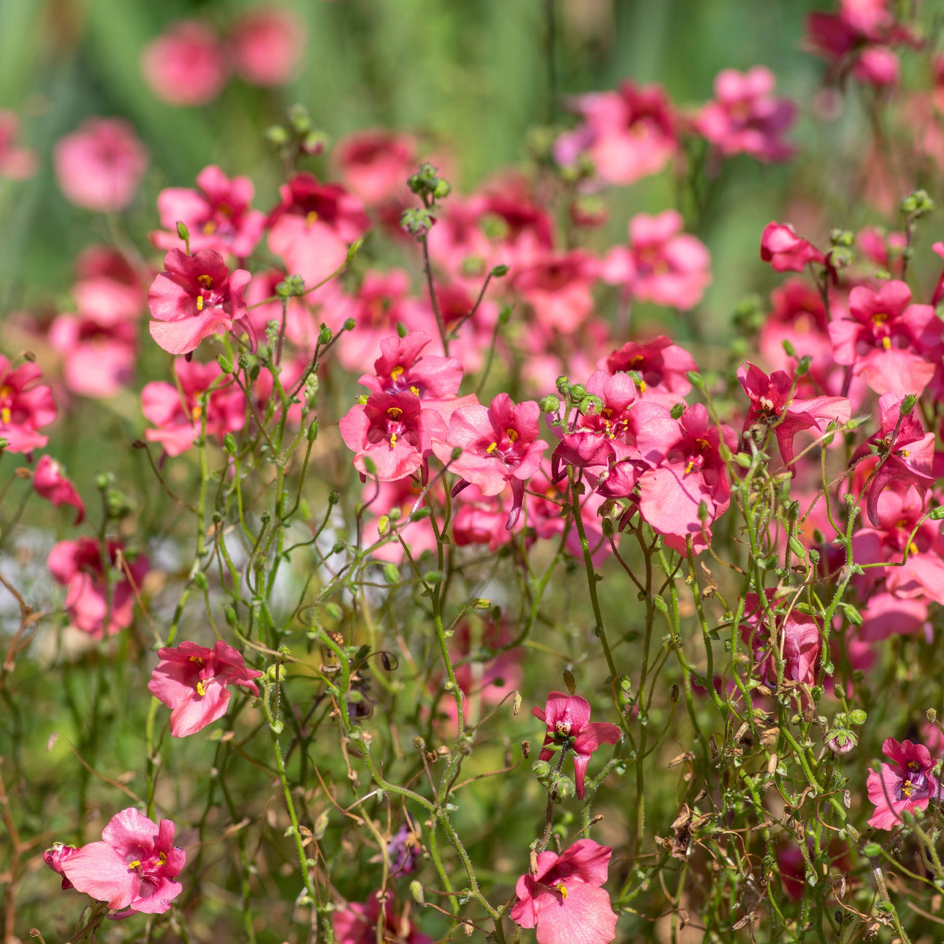rosa Zwergsporn - Diascia fetcaniensis - Bakker