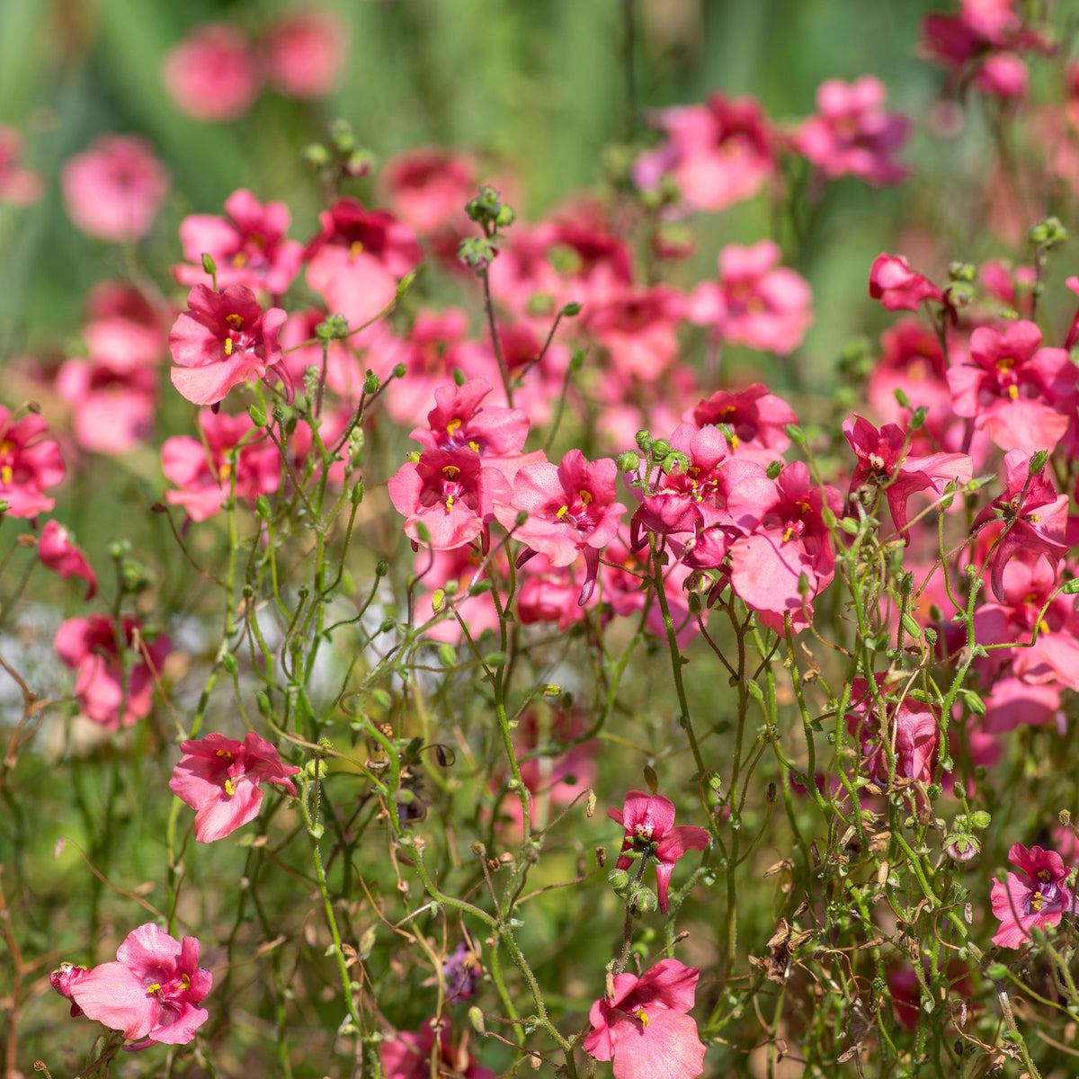 rosa Zwergsporn - Diascia fetcaniensis - Bakker