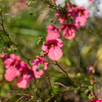 rosa Zwergsporn - Bakker