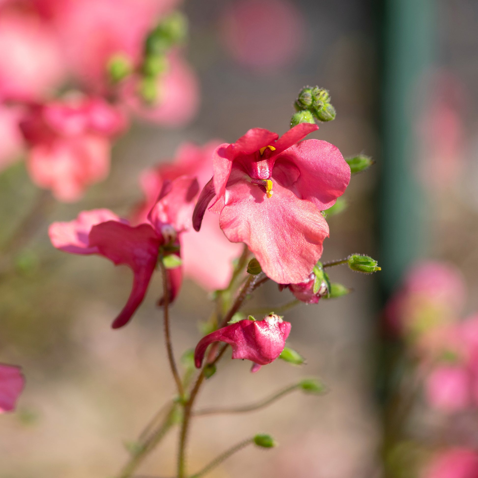Diascia fetcaniensis - rosa Zwergsporn - Stauden