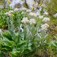 Alpen-Perlkörbchen - Bakker
