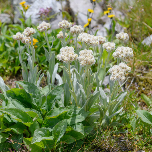 Alpen-Perlkörbchen - Bakker
