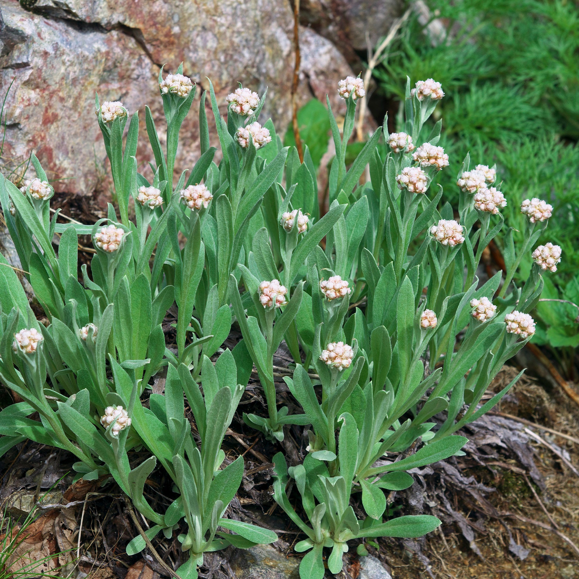 Alpen-Perlkörbchen - Anaphalis alpicola - Bakker