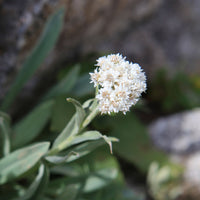 Anaphalis alpicola - Alpen-Perlkörbchen - Stauden