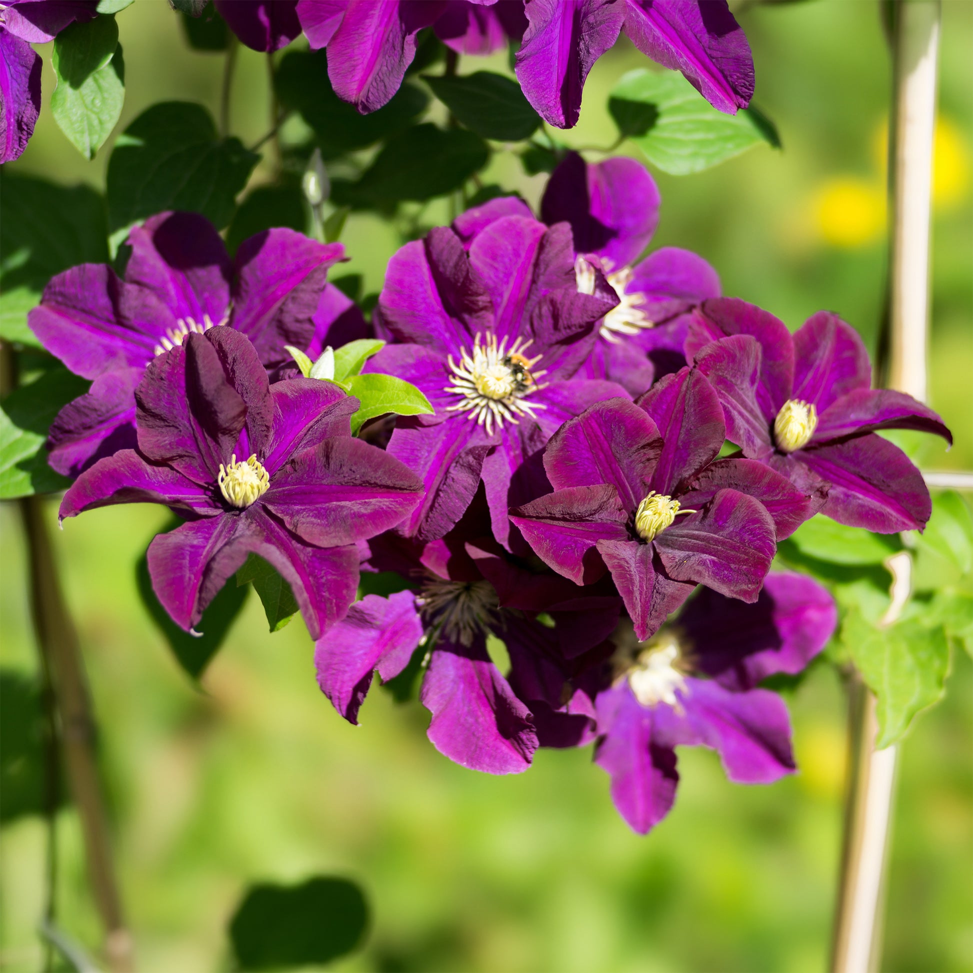 Clematis Warszawska Nike - Waldrebe 'Warszawska Nike' - Clematis