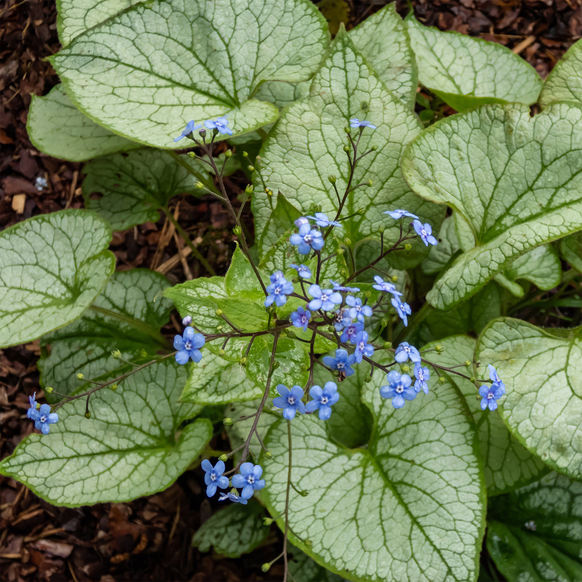 Kaukasus-Vergissmeinnicht 'Jack Frost' - Brunnera macrophylla jack frost - Bakker