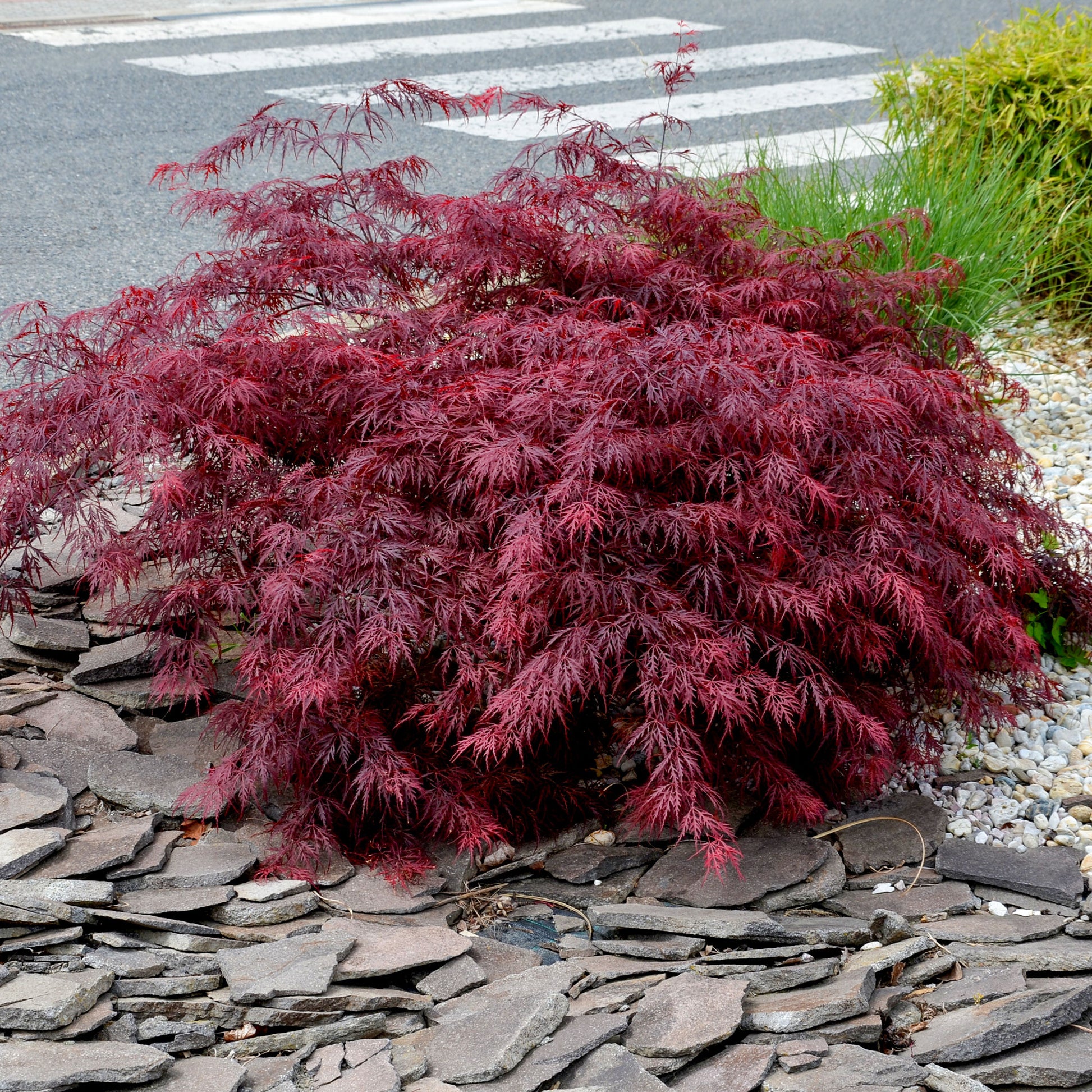 Japanischer Ahorn - Japanischer Ahorn 'Garnet' - Acer palmatum dissectum Garnet