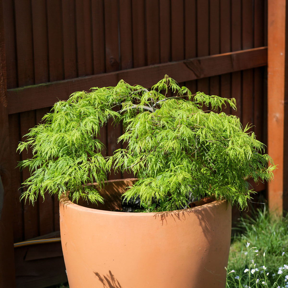 Fächerahorn 'Emerald Lace' - Bakker