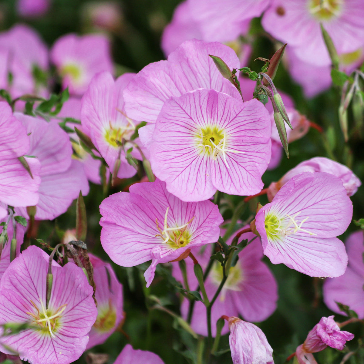Oenothera speciosa Siskiyou Pink - Nachtkerze 'Siskiyou Pink' (x2) - Stauden