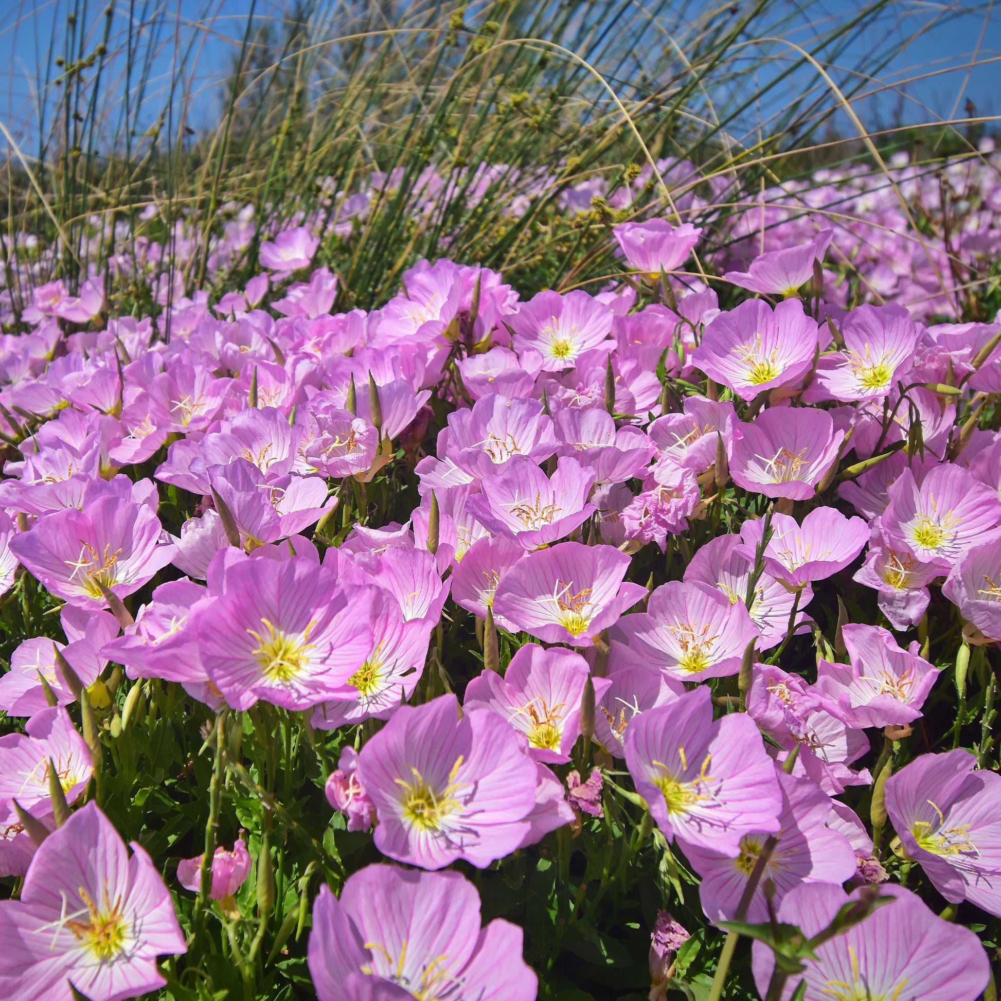 Stauden - Nachtkerze 'Siskiyou Pink' (x2) - Oenothera speciosa Siskiyou Pink