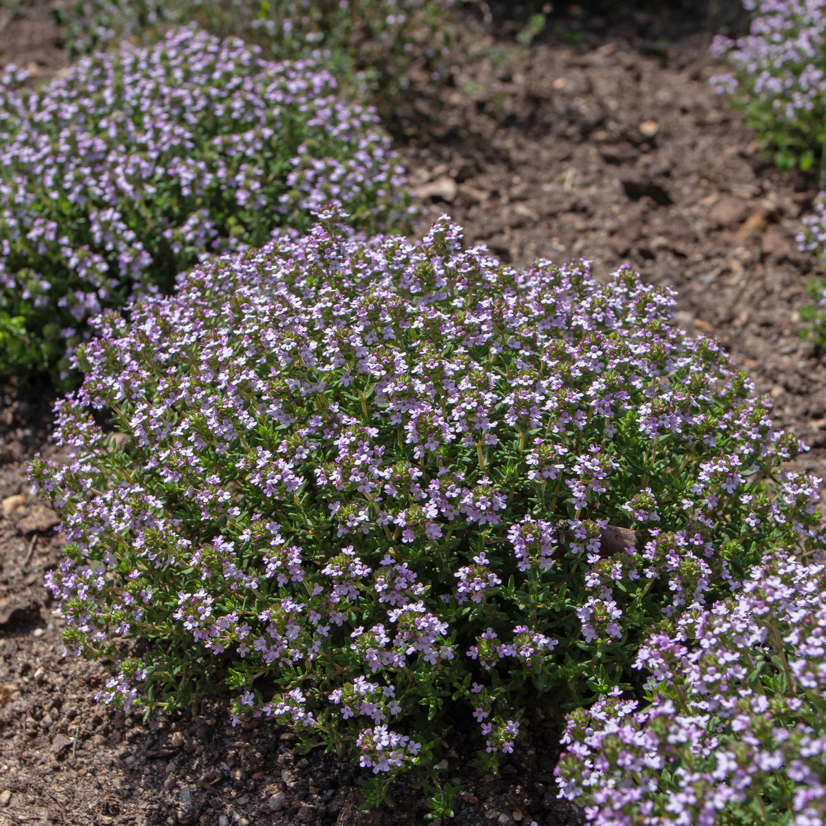 Thymus vulgaris compactus - Gedrungener Thymian 'Compactus' - Thymian
