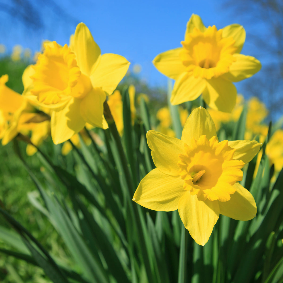 Narzissen 'Dutch Master' (x5) - Narcissus 'dutch master' - Bakker