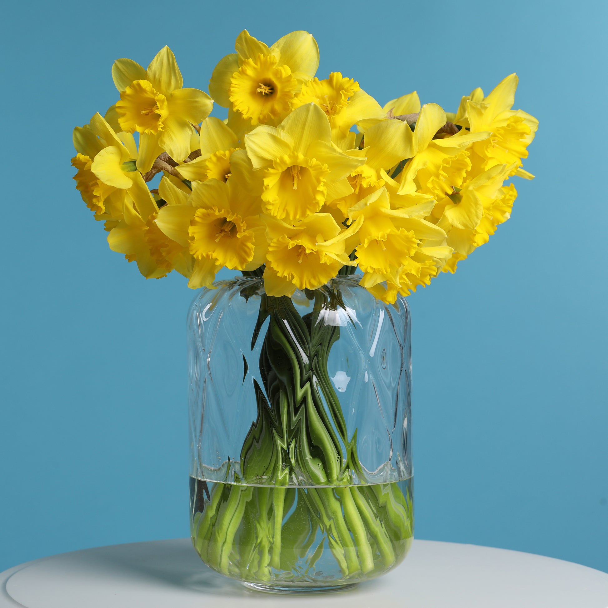 Verkauf Narzissen 'Dutch Master' (x5) - Narcissus 'dutch master'