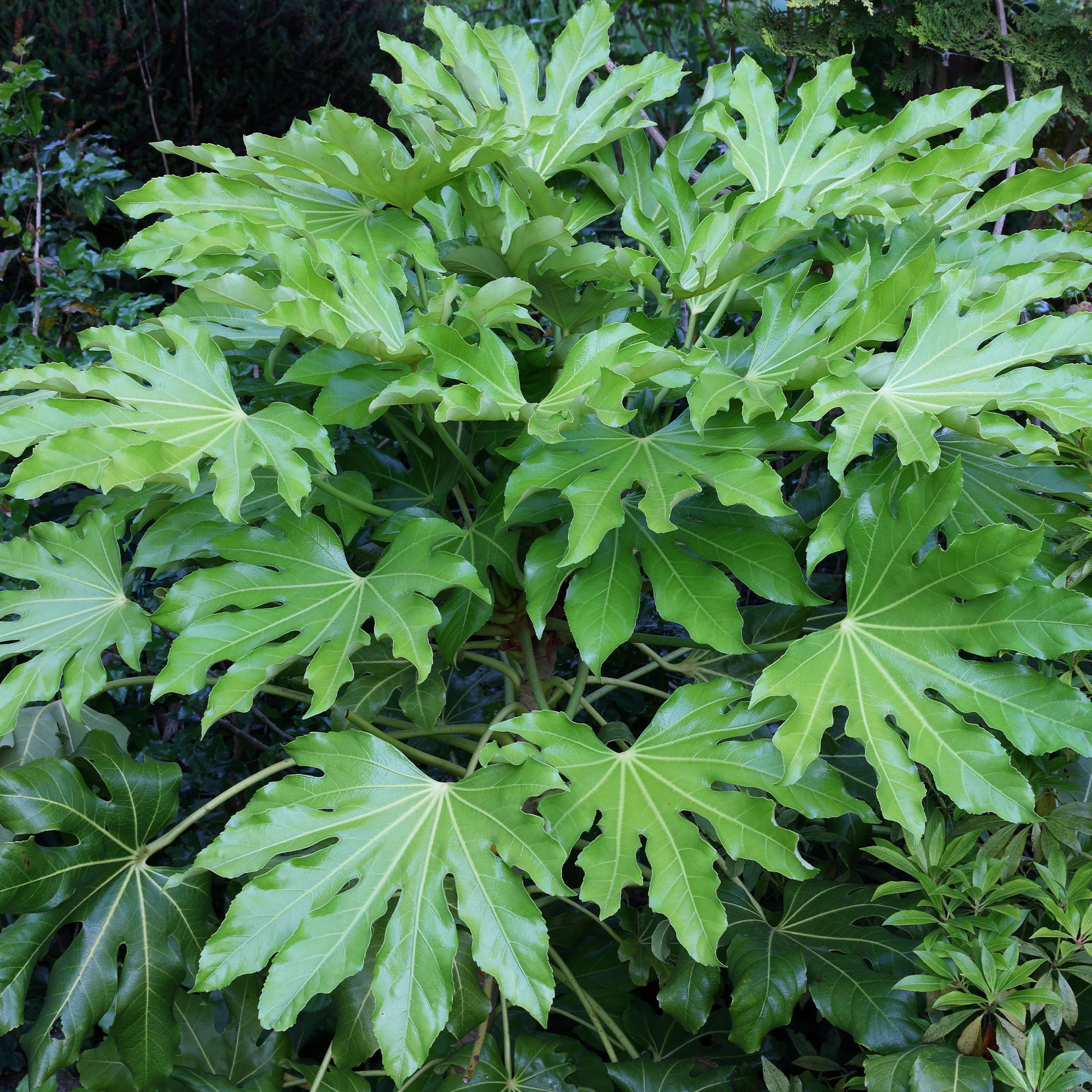 Verkauf Zimmeraralie - Fatsia japonica