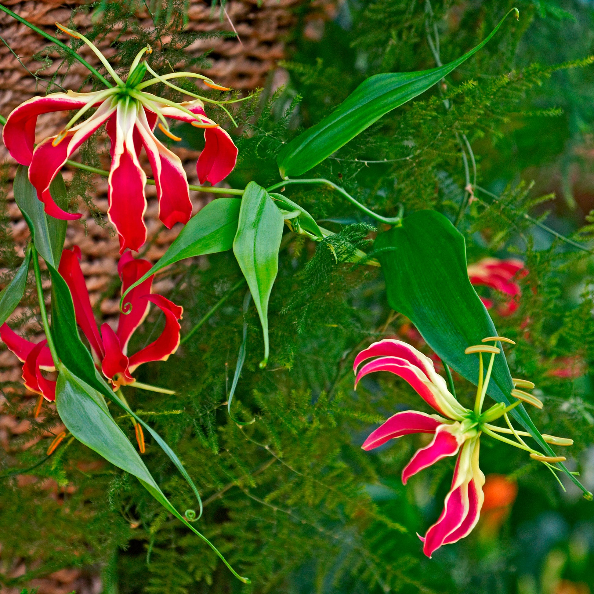 Gloriosa superba  'rothschildiana' - Ruhmeskrone 'Rothschildiana' (x2) - Sommerzwiebeln