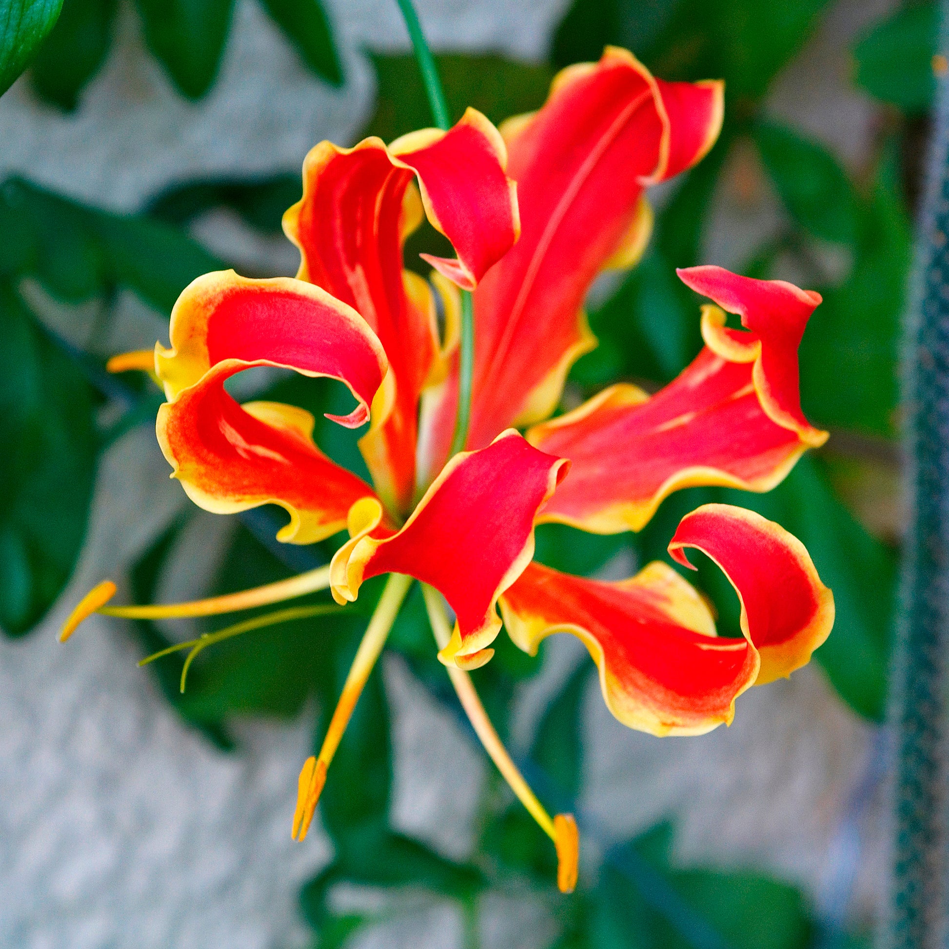 Ruhmeskrone 'Rothschildiana' (x2) - Gloriosa superba  'rothschildiana' - Bakker