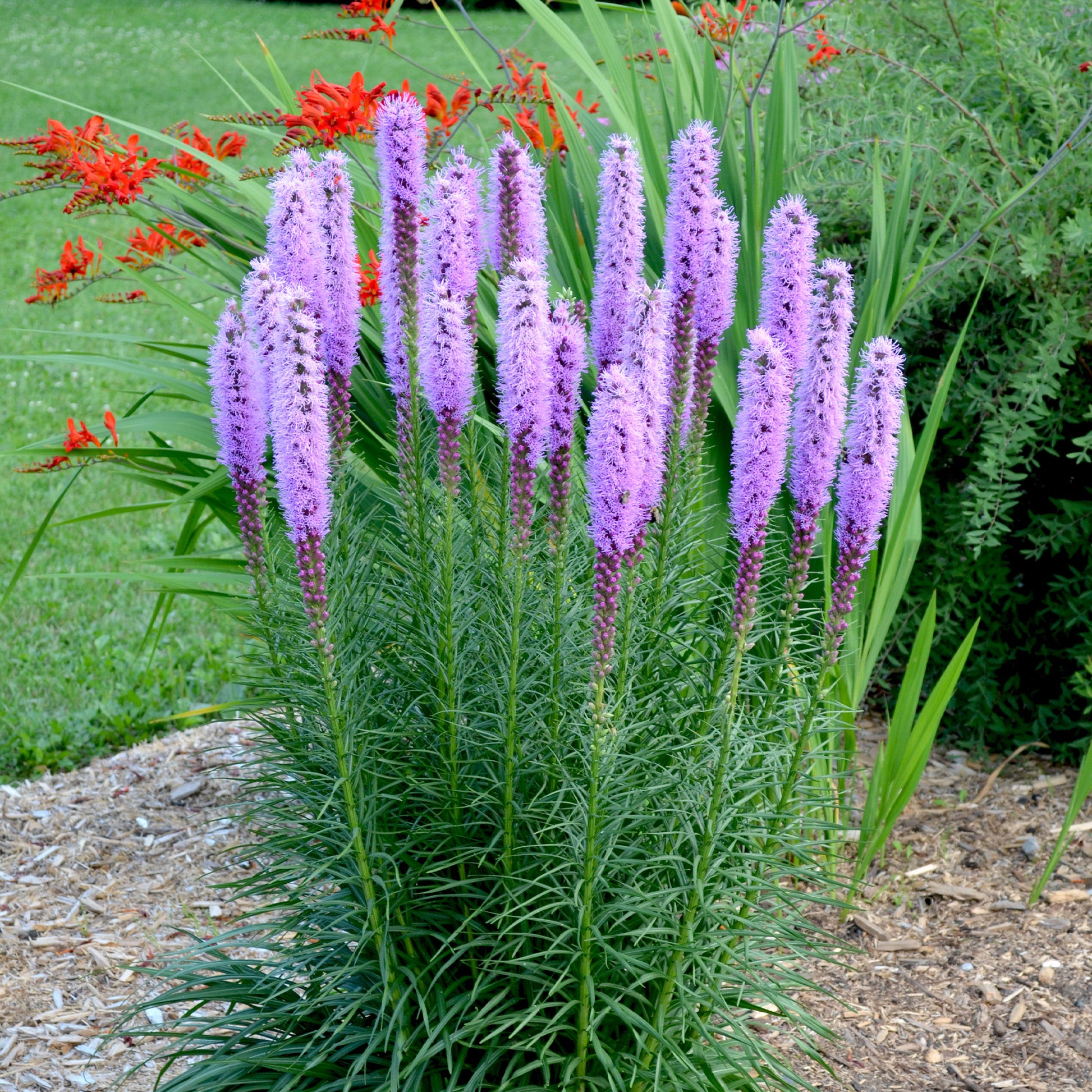 Verkauf Prachtscharte (x25) - Liatris spicata