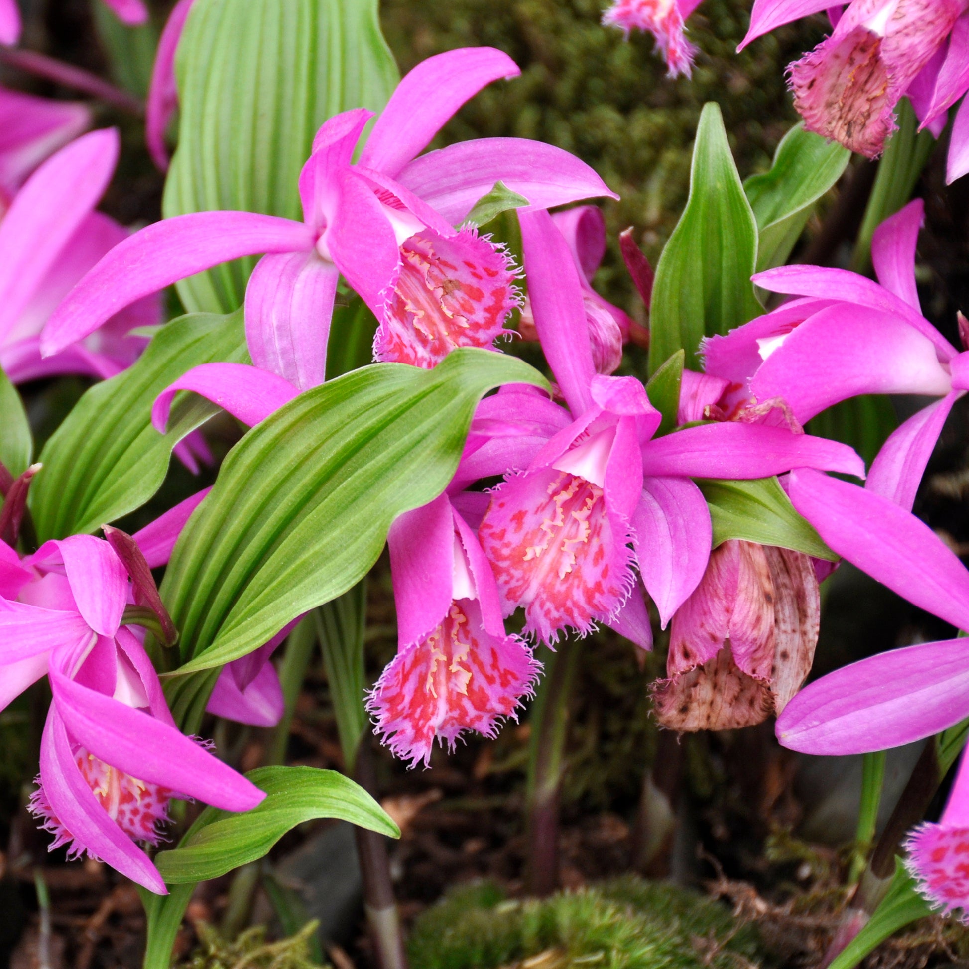 Orchidee 'Pleione Tongariro' - Pleione tongariro - Bakker