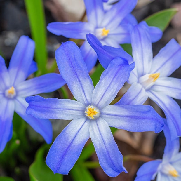 Blaue Schneeglöckchen (x10) - Chionodoxa forbesii blue giant - Bakker