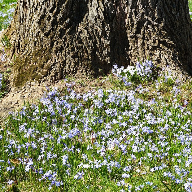 Chionodoxa forbesii blue giant - Blaue Schneeglöckchen (x10) - Schneeglanz-Zwiebeln