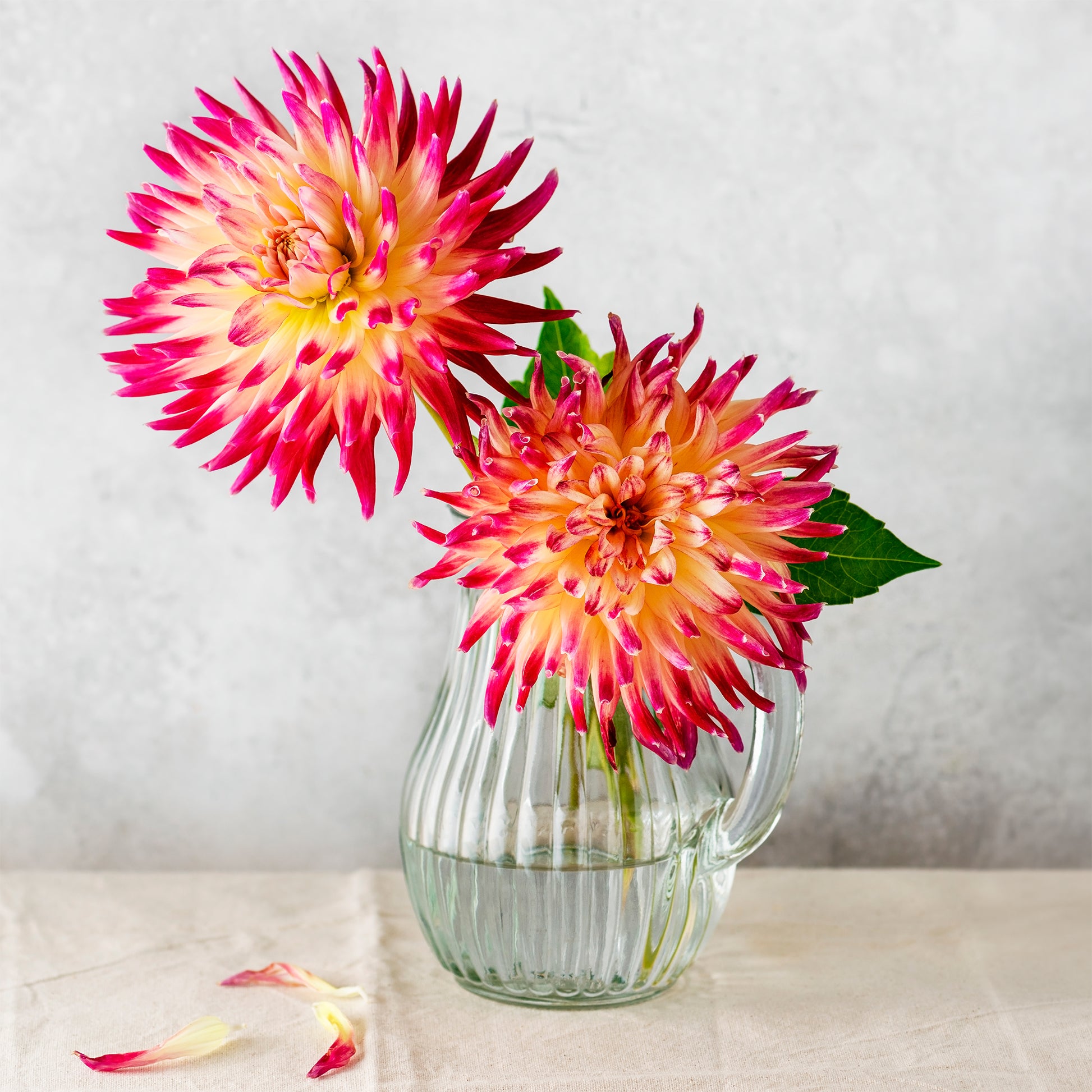 Kaktus Dahlie 'Tahiti Sunrise' (x3) - Dahlia 'tahiti sunrise' - Bakker