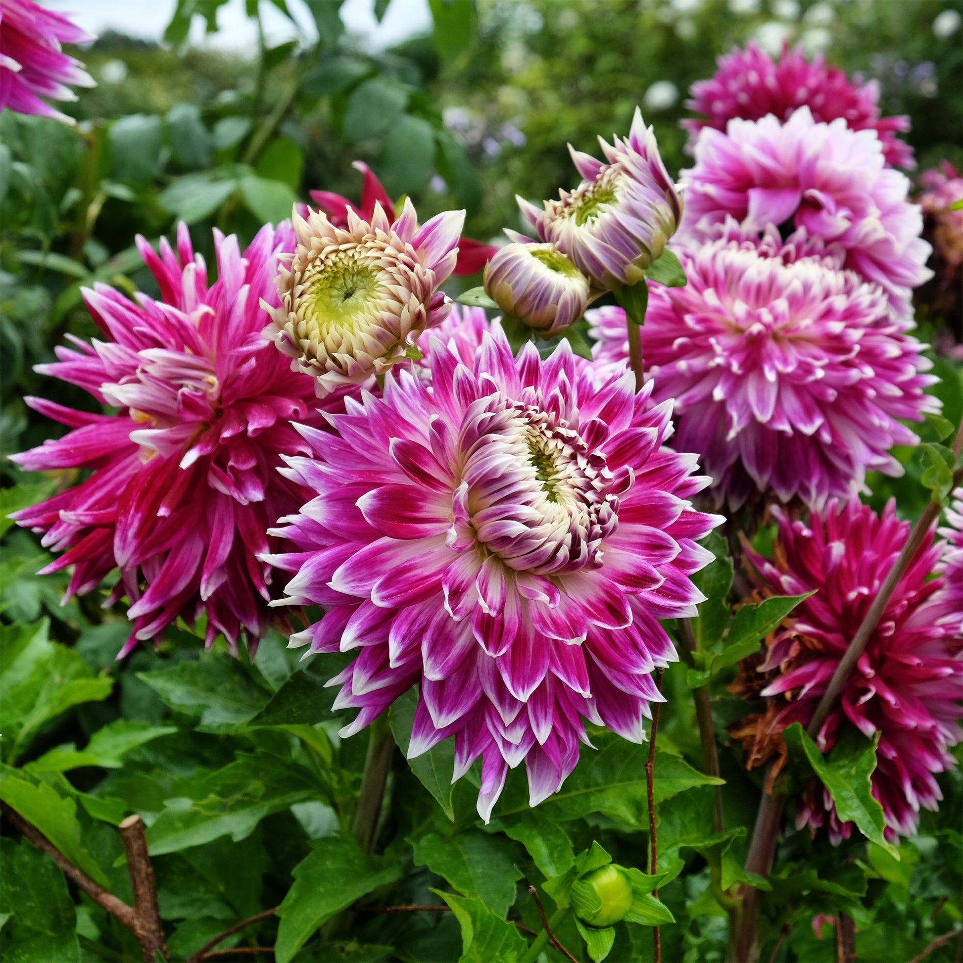 Dahlien-Zwiebeln - Großblütige Dahlie 'Vancouver' (x3) - Dahlia 'vancouver'
