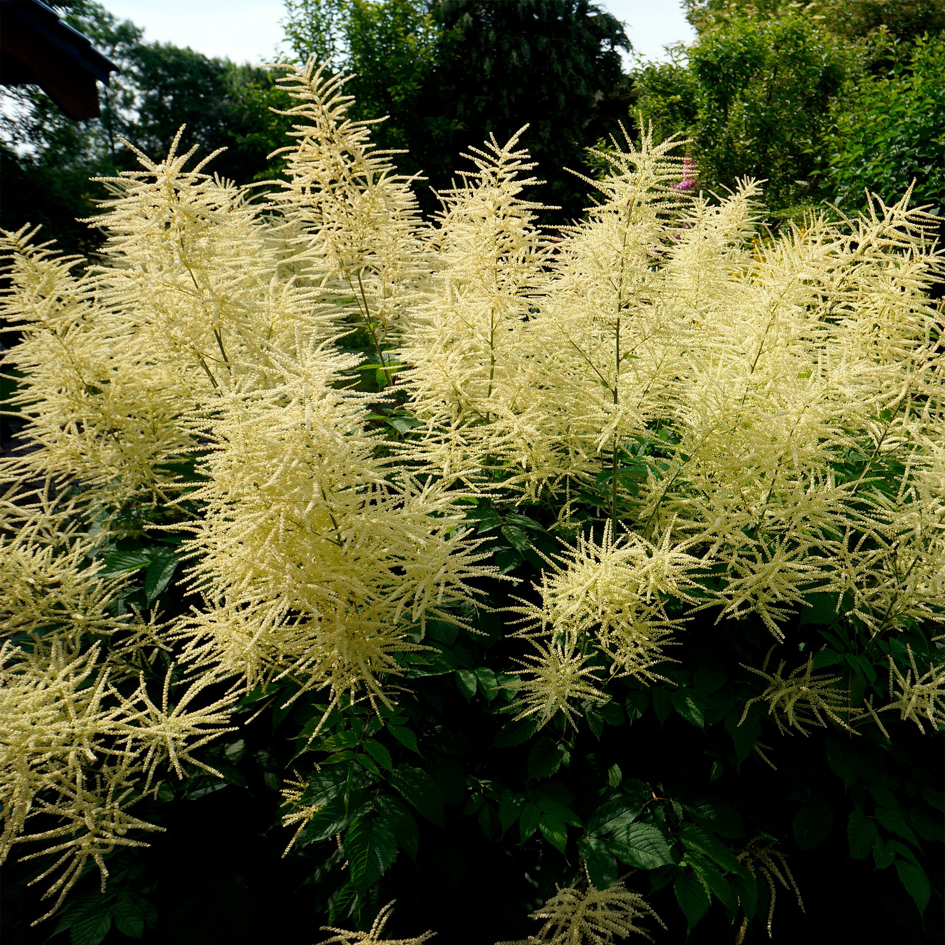 Waldgeißbart - Aruncus dioicus - Bakker