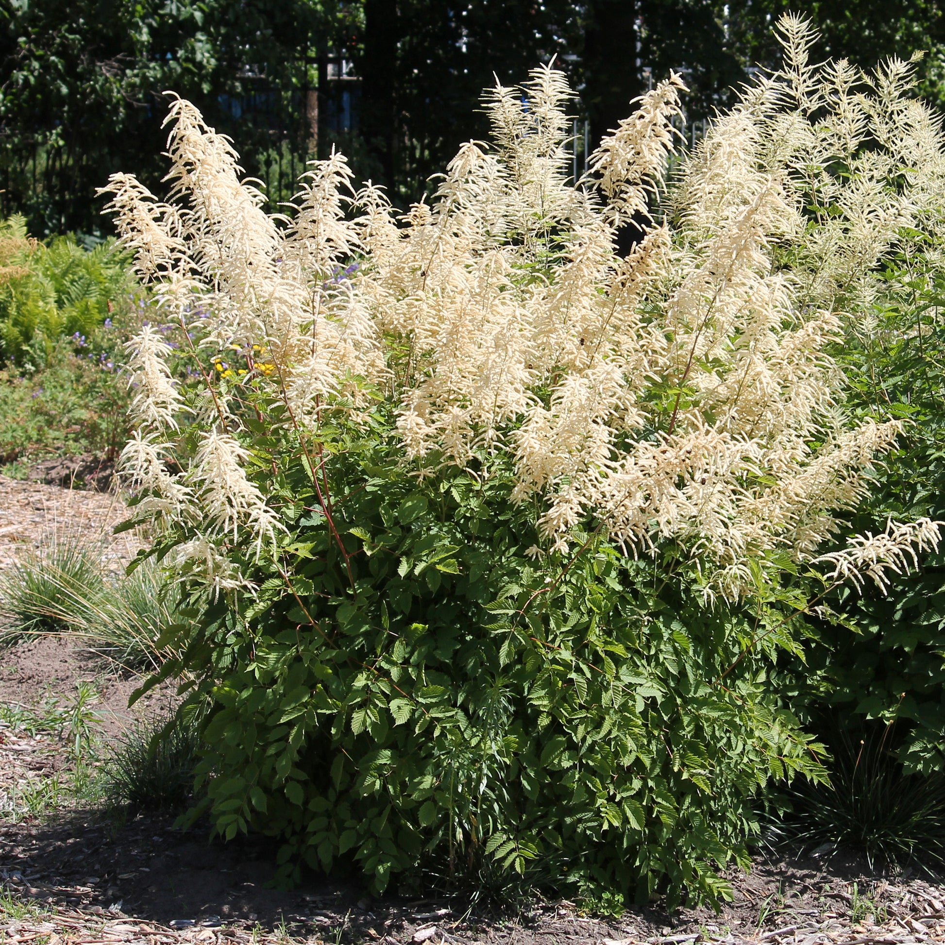 Verkauf Waldgeißbart - Aruncus dioicus