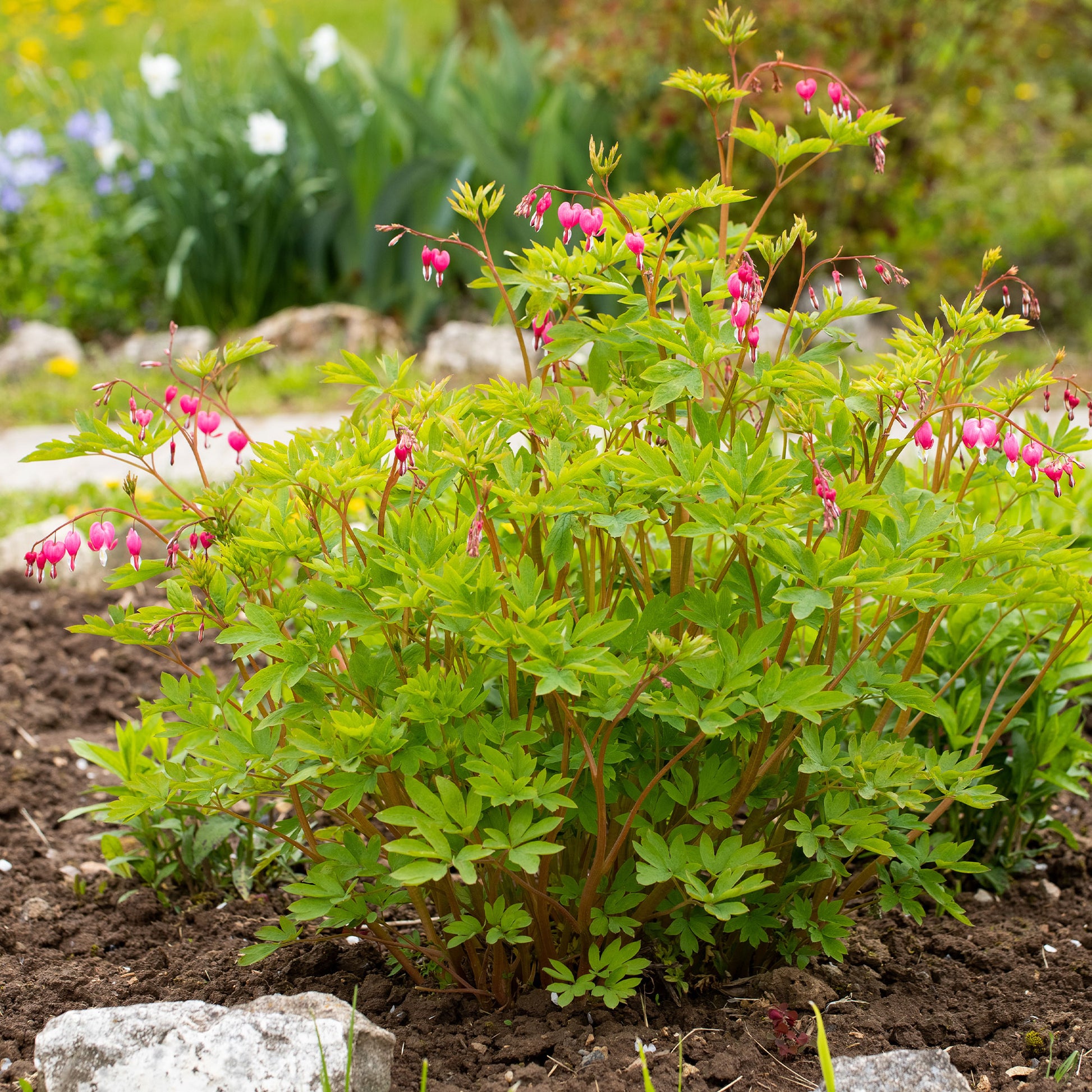 Tränendes Herz - Dicentra spectabilis - Bakker