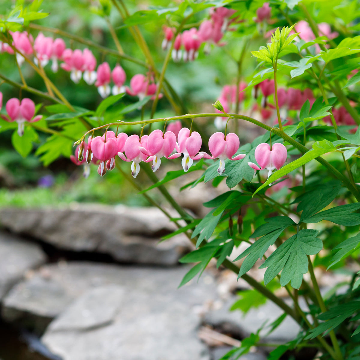 Dicentra spectabilis - Tränendes Herz - Tränendes Herz