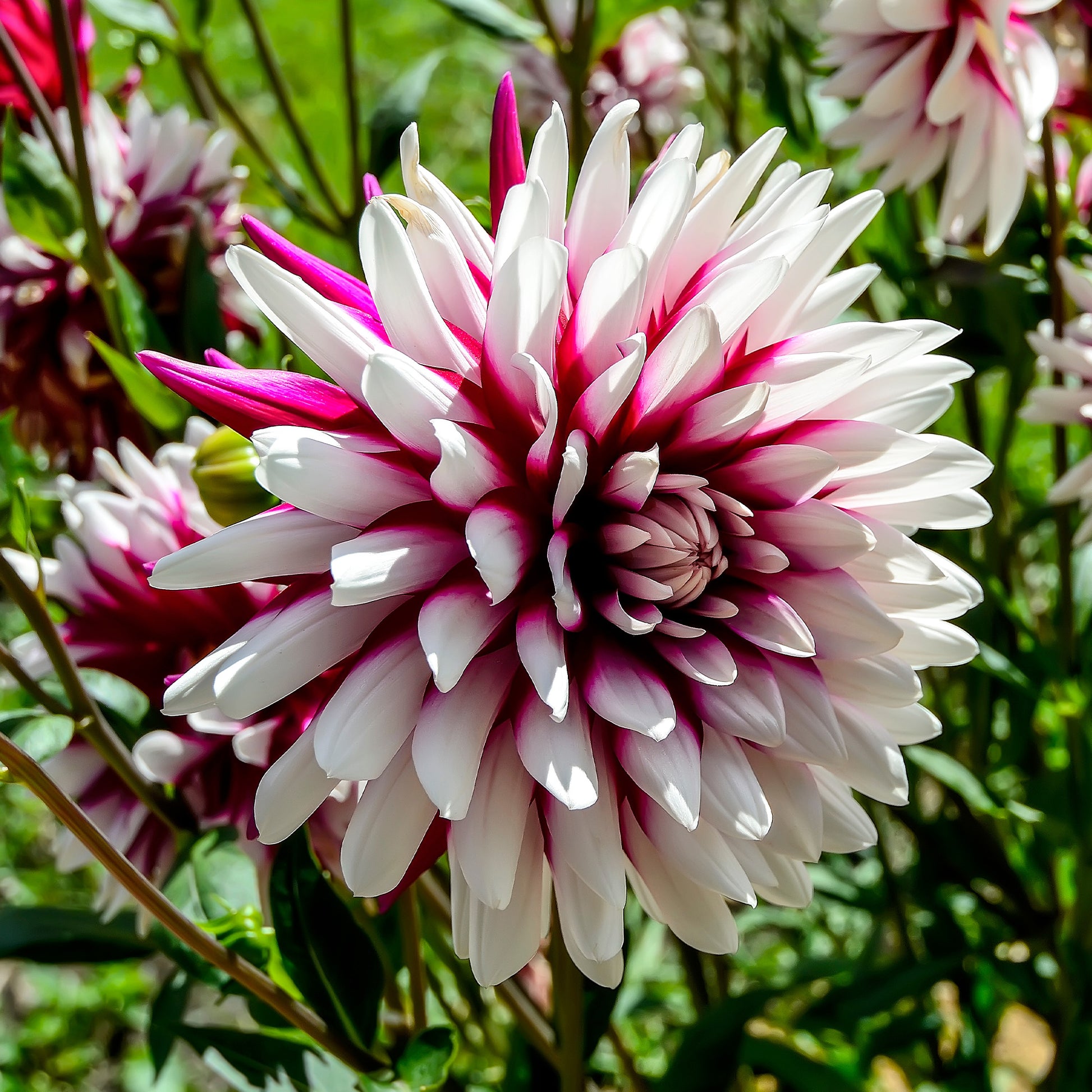 Dahlia 'rebecca's world' - Dahlien ‘Rebecca’s World’ (x3) - Dahlien-Zwiebeln