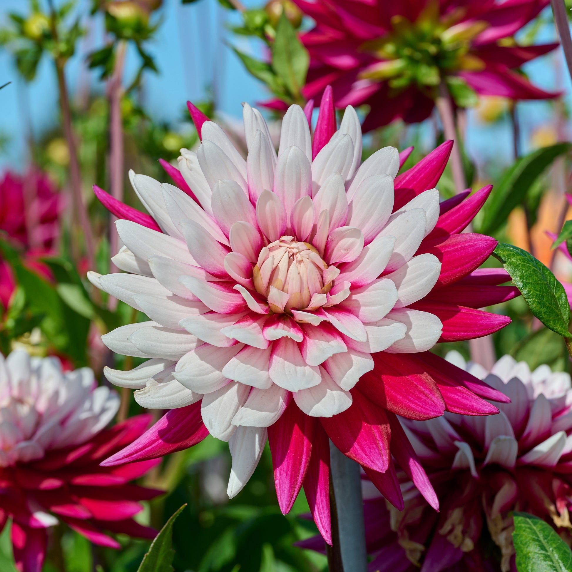 Dahlien ‘Rebecca’s World’ (x3) - Bakker