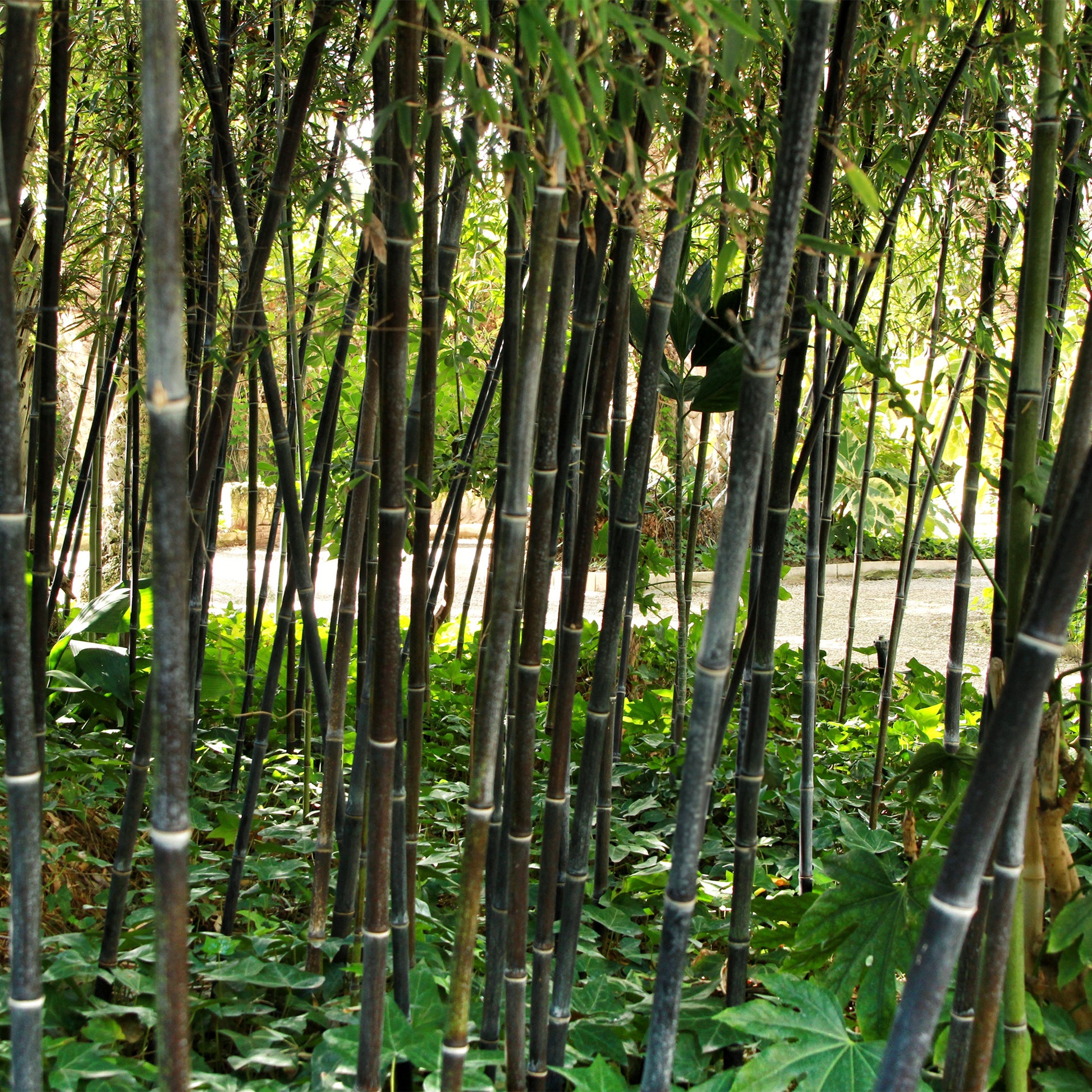 Bambus schwarz - Phyllostachys nigra - Bakker
