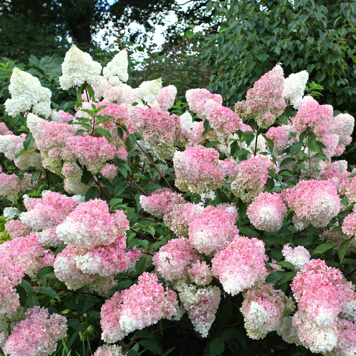 Hydrangea paniculata Vanille Fraise ® Renhy - Rispenhortensie 'Vanille Fraise' - Rispenhortensie
