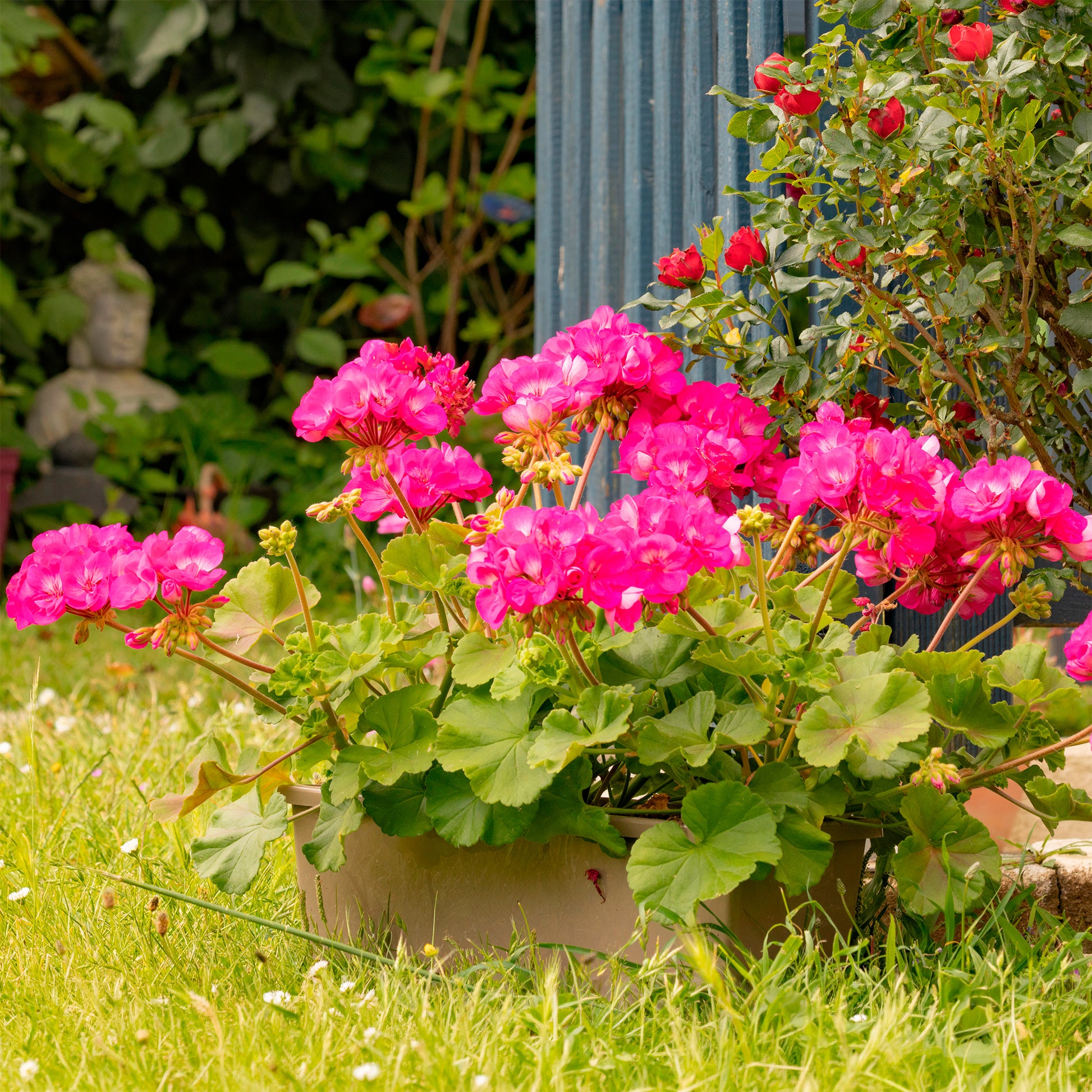 Pelargonium zonale - Stehende Geranie rosa - Geranien - Pelargonien