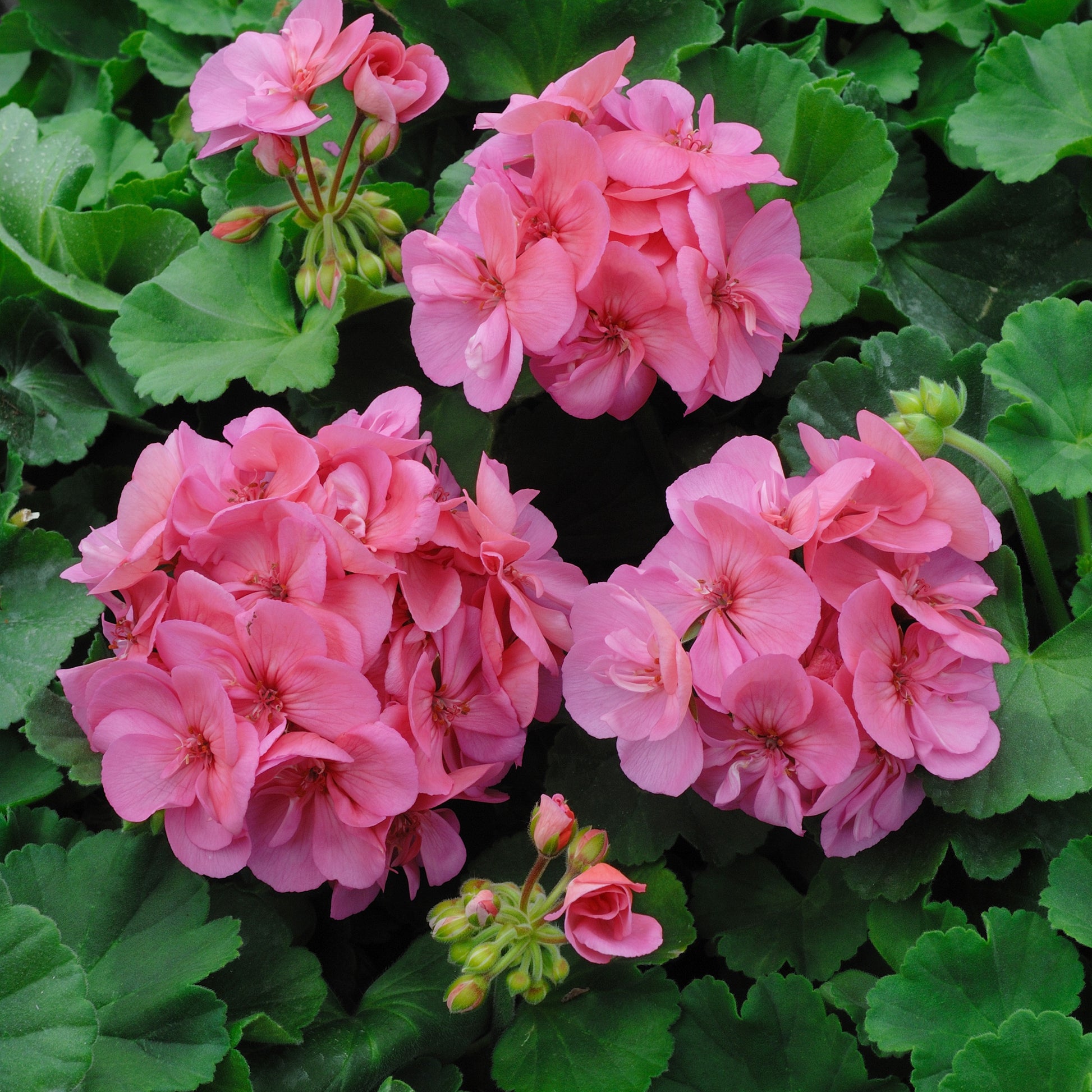 Stehende Geranie rosa - Pelargonium zonale - Bakker