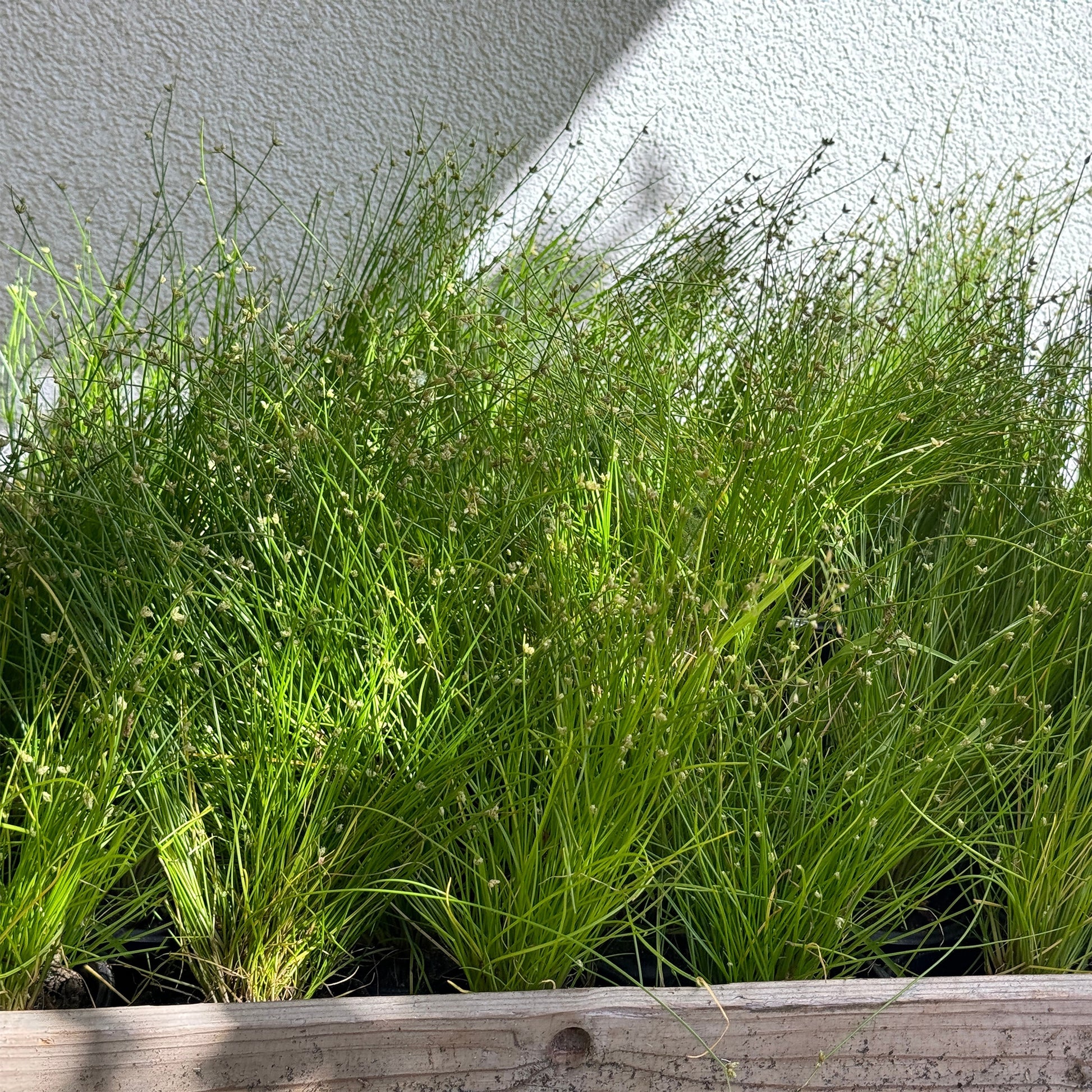 Isolepis cernua - Lichtgras - Alle Teichpflanzen