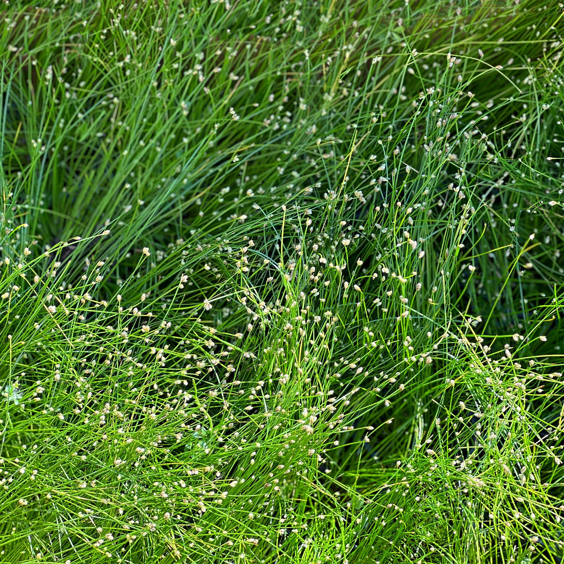 Lichtgras - Isolepis cernua - Bakker
