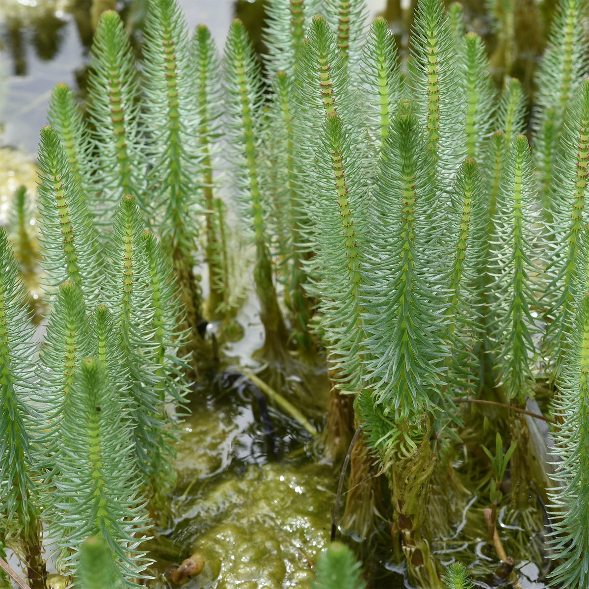 Hippuris vulgaris - Tannenwedel - Alle Teichpflanzen