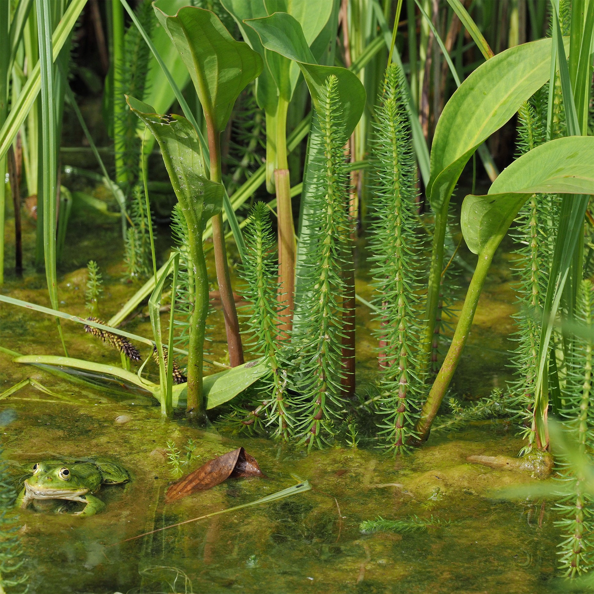 Tannenwedel - Hippuris vulgaris - Bakker