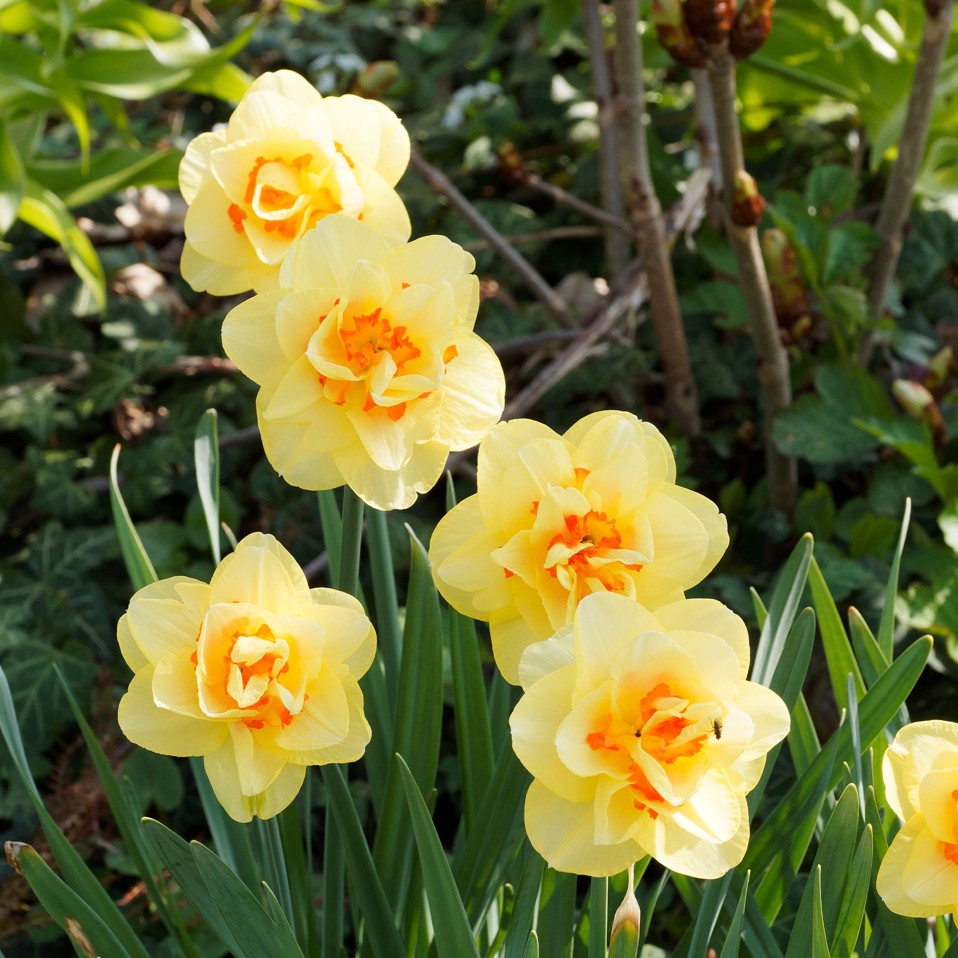 Narcissus - Gefüllte Narzissen Mischung - Narzissen-Zwiebeln