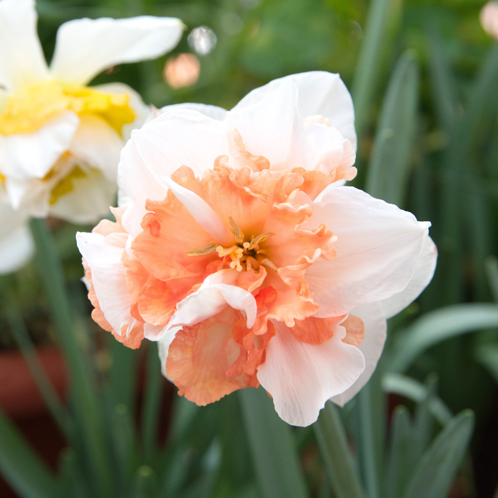 Narzissen-Zwiebeln - Gefüllte Narzissen Mischung - Narcissus