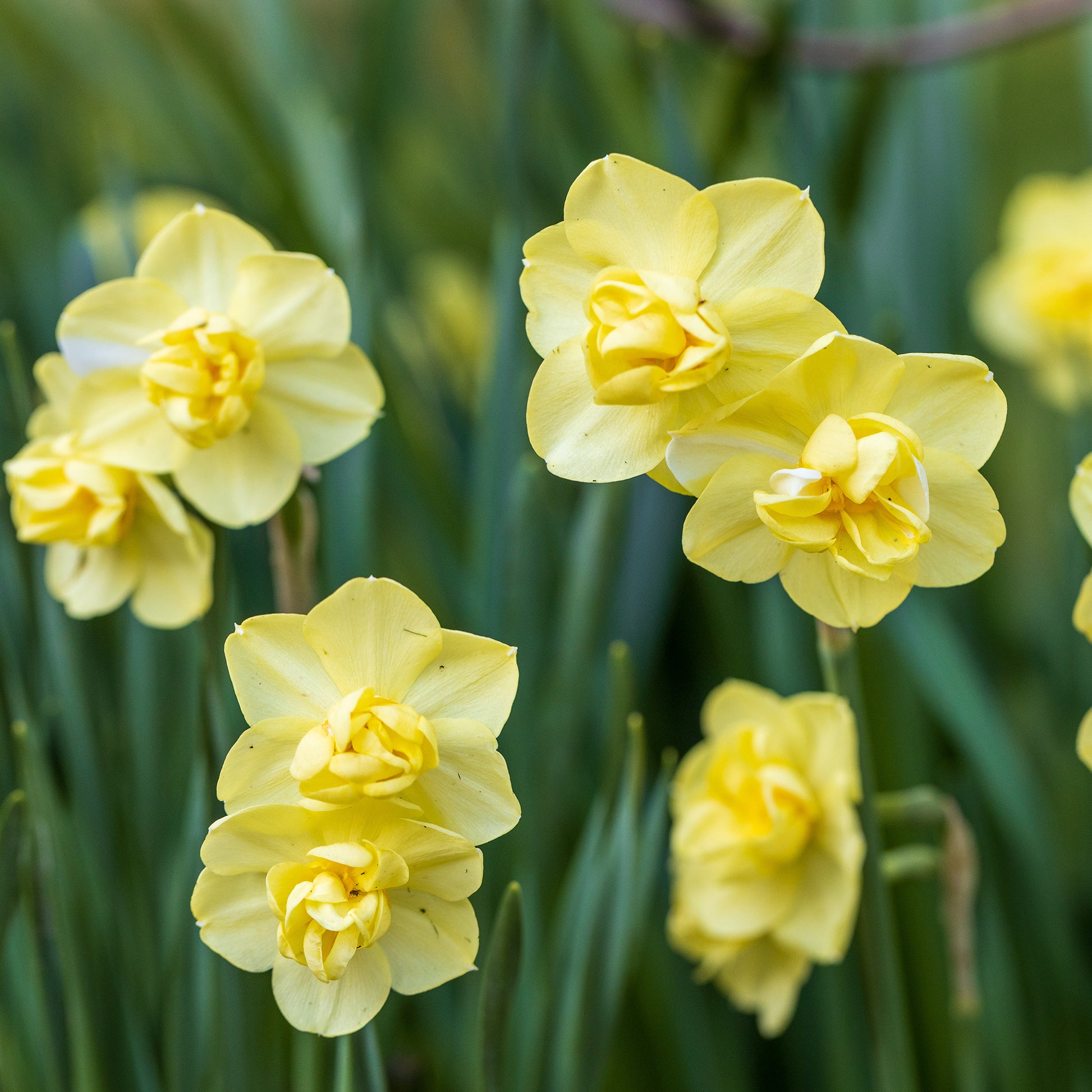 Verkauf Gefüllte Narzissen Mischung - Narcissus