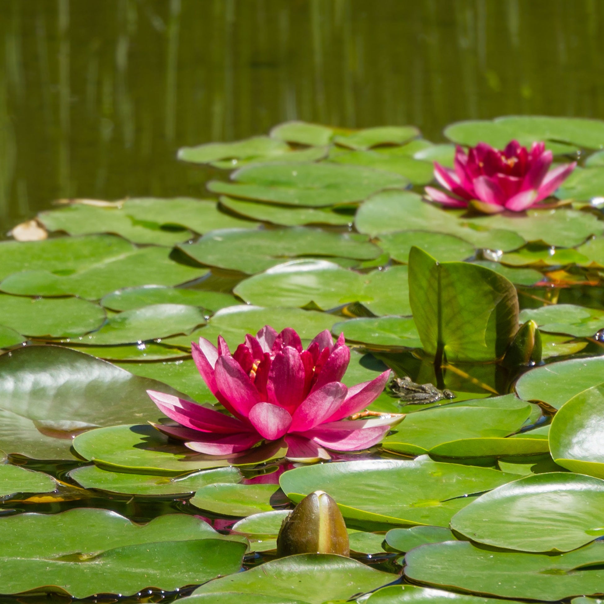 Seerose 'Attraction' - Nymphaea 'Attraction' - Bakker